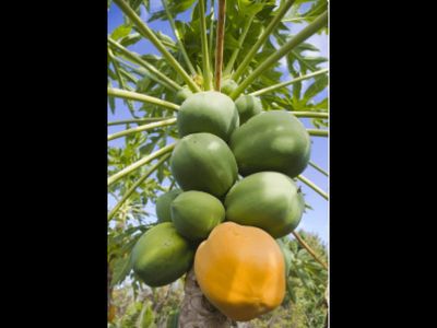 CABUYAL VENDO FINCA AGRICOLA PRODUCTIVA AGUA ABUNDANTE