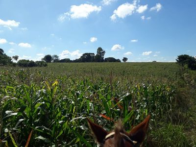 Campo Agrícola/Ganadero en Coronel Oviedo - 160 Ha.