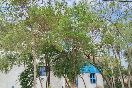 Casa - Venta - Piribebuy, Paraguay