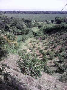 Finca a proxima de santa marta tronco del Caribe Guachaca