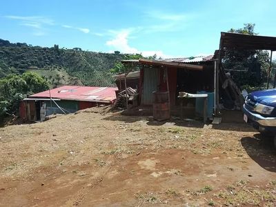  Finca cafetalera