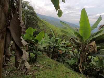 Finca en Venta en Centro, Piedecuesta