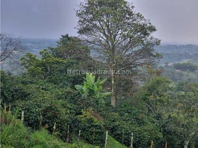 Finca en Venta, Norte