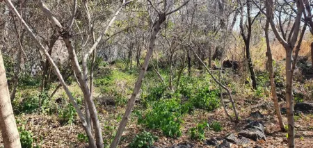 LOTE VENTA PEDREGAL SANTIAGO TEPETLAPA