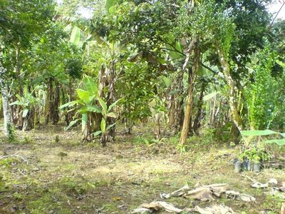 MLS-23-2560 VENTA LOTE LA ORTIGA TURRIALBA