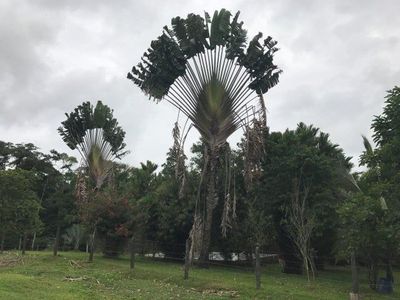 MLS-25-1082 VENTA FINCA CON CASA GUACIMO LIMON Foto 4 de 7