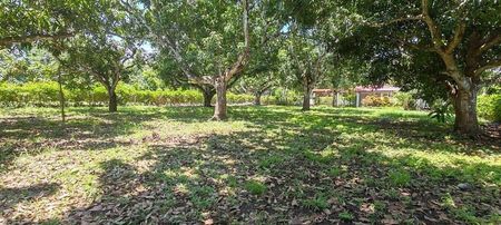 MLS-25-1948 LS VENTA LOTE LA CEIBA OROTINA Foto 8 de 10