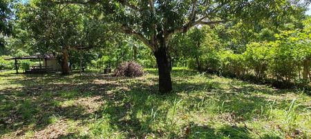 MLS-25-1948 LS VENTA LOTE LA CEIBA OROTINA Foto 6 de 10