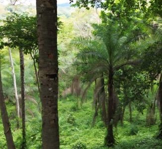 MLS-26-30 LS VENTA LOTE OROTINA ALAJUELA  Imagem 2 de 6