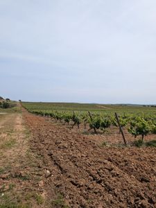 Propriedade / vinha para venda