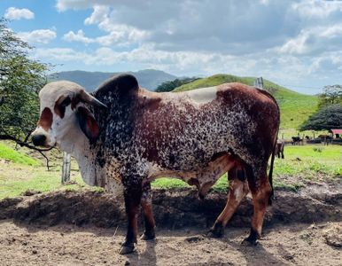 Se Vende Propiedad en Zona Rural en Libano