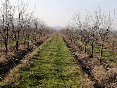 Terreno agrícola 60 has en Requinoa