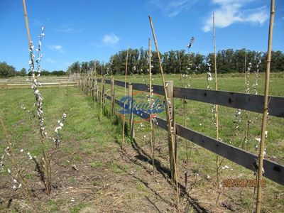 Terreno en El Tesoro