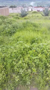 TERRENO VENTA RANCHO SAN FRANCISCO SANTILLAN