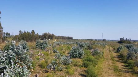 Venta chacra forestada