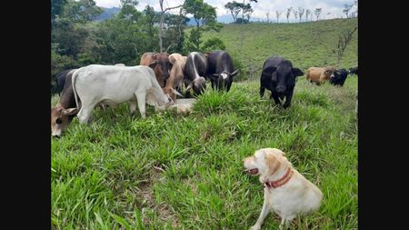 Venta de Fincas en San vito - Coto brus