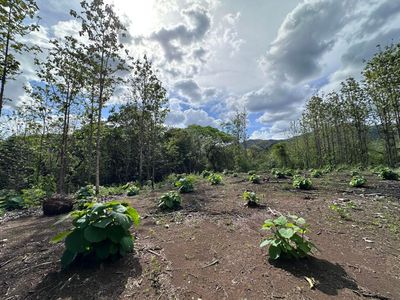 Venta de Lote en Nicoya, Guanacaste. RAH 25-1990
