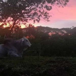 Venta. La Virgen de Sarapiqui. Finca con atracciones al aire libre.
