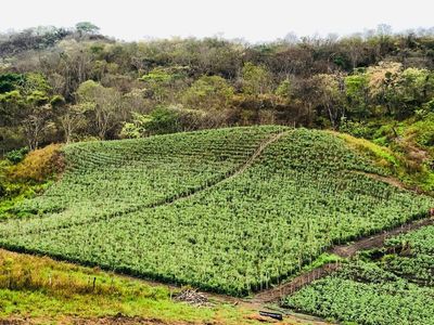 Zc.p Finca Ganadera Y Agrícola Con Casa En Venta, En El Naipe, Carabobo. Foto 26 de 30