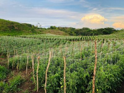 Zc.p Finca Ganadera Y Agrícola Con Casa En Venta, En El Naipe, Carabobo. Foto 27 de 30
