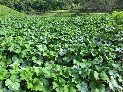 Zc.p Finca Ganadera Y Agrícola Con Casa En Venta, En El Naipe, Carabobo. Foto 28 de 30